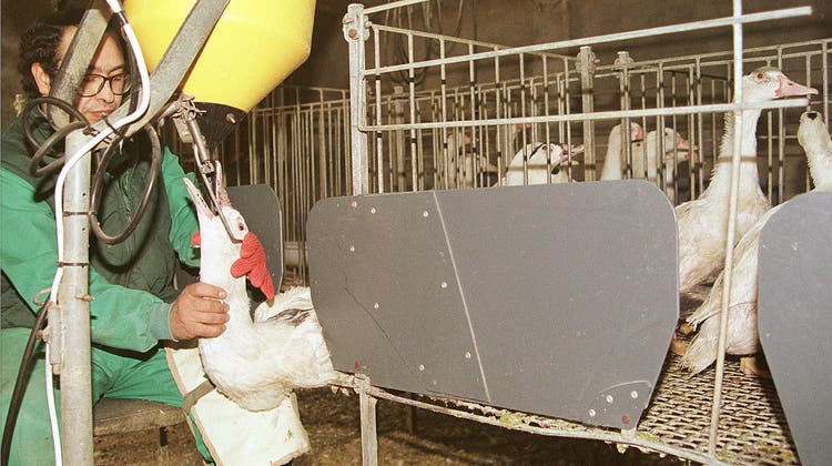 Die Stopfleber sorgt seit Jahren in der Schweiz für Kontroversen. Im Bild: Eine Gänsefarm in Spanien. (Keystone)