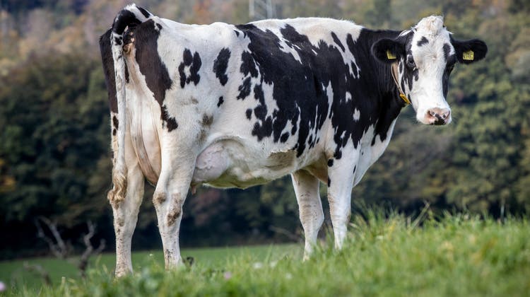 Die Kuh als Produzent von französischem Kulturerbe: Kuhfladen werden in Frankreich besonders geschützt. (Patrick Luethy)