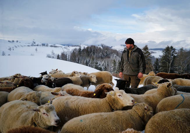 Schafzüchter Saro Keinath aus Menzingen liegt das Wohl seiner Tiere am Herzen.