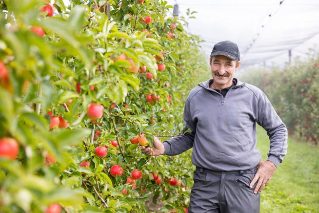 Andreas Seeholzer auf seiner Apfelplantage. Aus seinem Obst gewinnt er einen Süssmost, der zu den besten der ganzen Schweiz zählt.