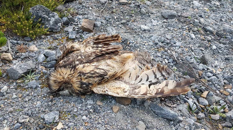 Im Herbst 2020 fand ein Parkwächter diesen toten Uhu. (Schweizerischer Nationalpark)