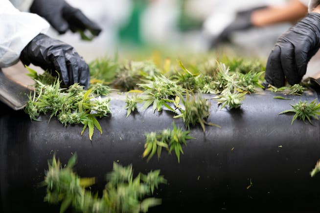 Die Gesundheitskommission des Ständerates will eine neue Regelung für Anbau und Konsum von Cannabis.