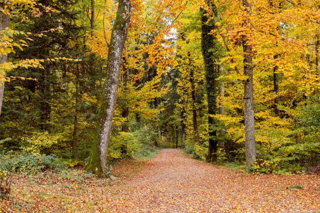 Herbstwald beim Landenhof Unterentfelden.
