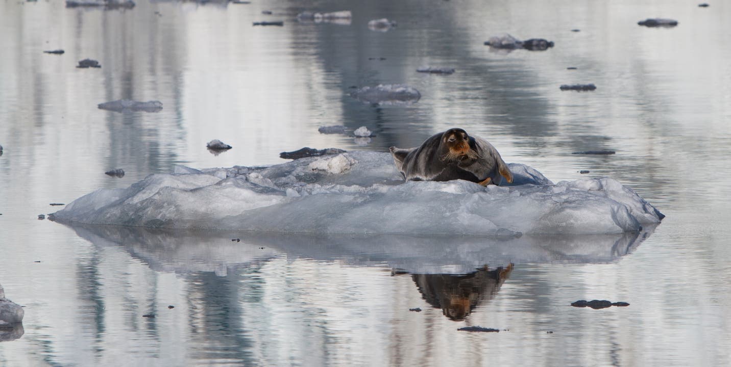 Schwergewichte auf Eisschollen: Auf Spitzbergen soll es rund 1000 Seehunde geben. Sie bringen bis zu 100 Kilo auf die Waage.