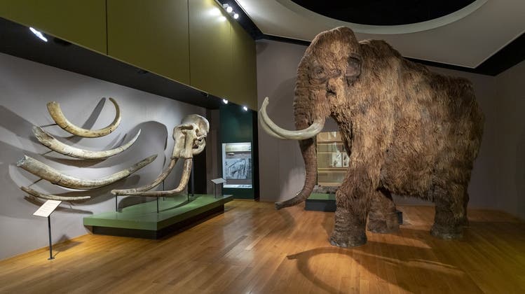 Ein Mammut im Naturhistorischen Museum in Basel (17. Mai 2019). (Georgios Kefalas / Keystone)