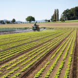 In der Aargauer Landwirtschaft wird unterdurchschnittlich viel nach den Richtlinien von Bio Suisse produziert. (key)