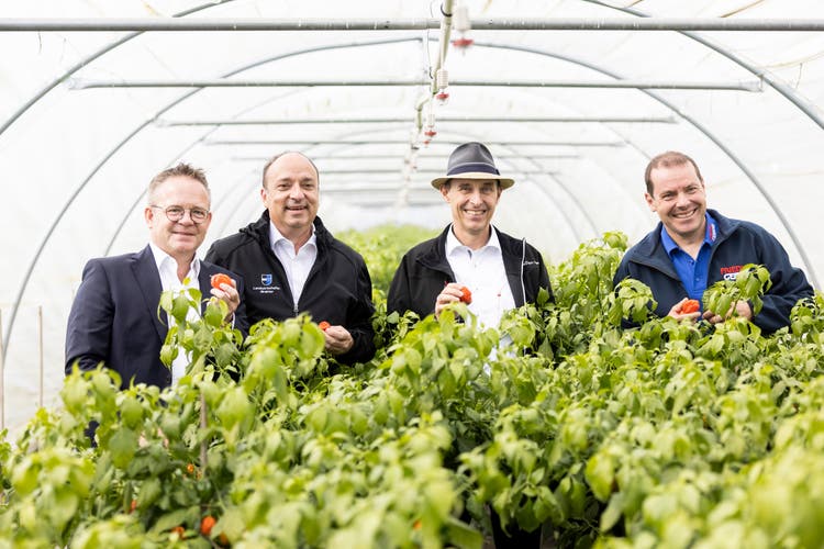 Matthias Fürer (v.l.), Landwirtschaftsdirektor Markus Dieth, Pascal Furer und Jörg Friedli präsentieren die ersten im Aargau angebauten Chilis.