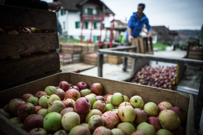 Hier waren noch genügend Äpfel vorhanden: die Kundenmosterei von Regina Lehmann im Jahr 2015. (Archivbild)