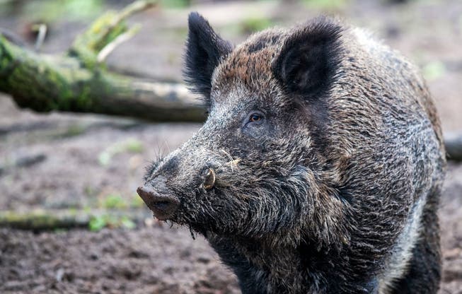 Die Tessiner Jäger haben bei der Hochjagd dieses Jahr 912 Wildschweine erlegt. (Symbolbild)