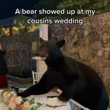 Tierischer Überraschungsgast: Bär crasht Hochzeit in Mexiko