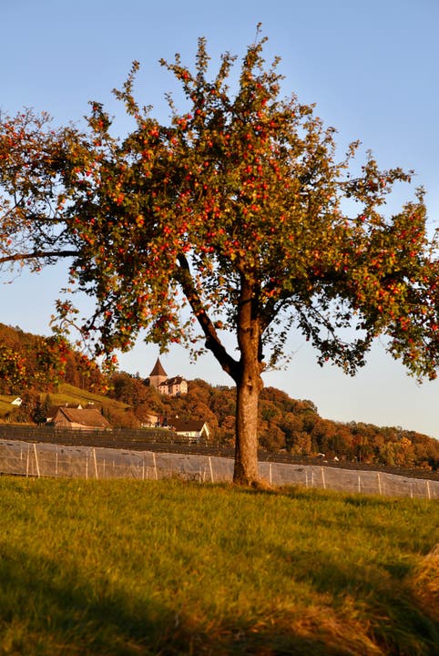 Vorne ein Apfelbaum, hinten das Schloss Weinfelden.