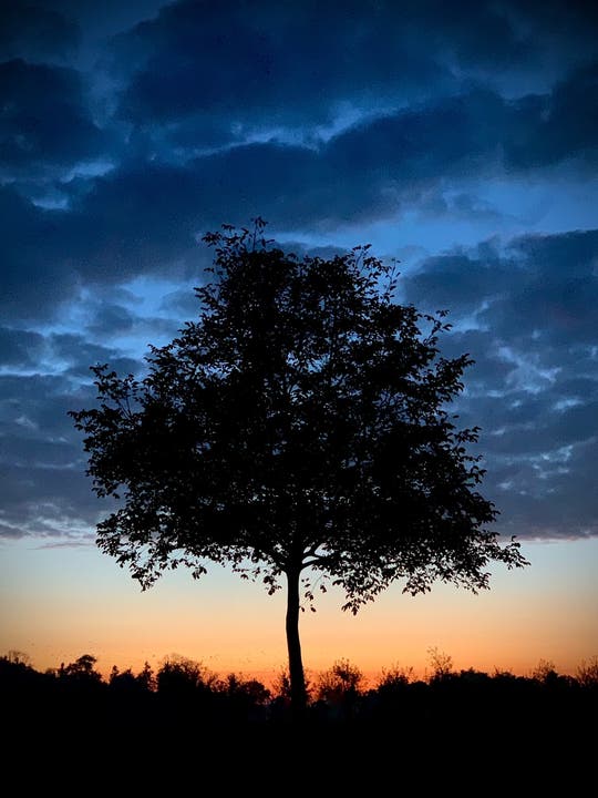 Baum bei Sonnenuntergang in Donzhausen