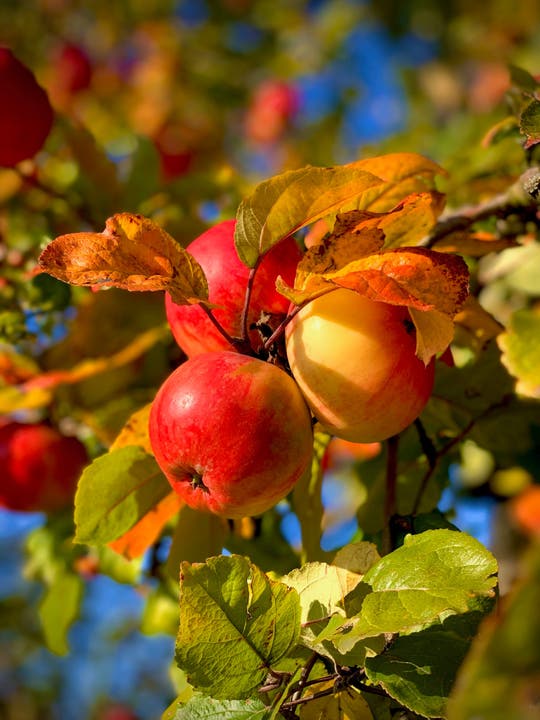 Zum Herbst gehören natürlich auch Äpfel.