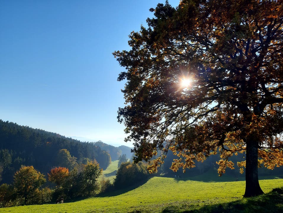 Ein Nussbaum in der Nähe von Braunau.