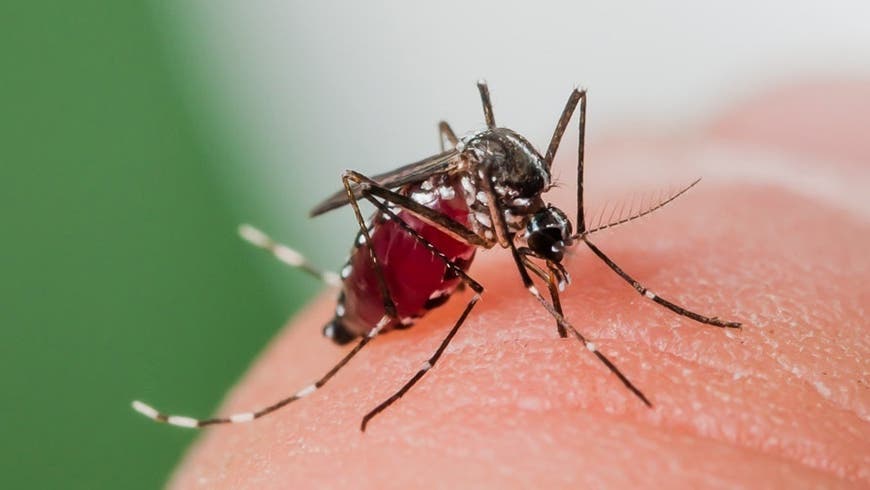 Bei einem Pilotversuch im Tessin werden bestrahlte, sterile Mückenmännchen freigesetzt, die die Vermehrung der Tigermücke hemmen sollen. Der Kanton Basel-Stadt beteiligt sich finanziell an diesem Projekt. (Pd / Nidwaldner Zeitung)