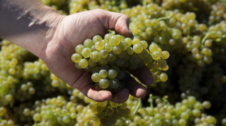 Im Aargau produzierter Wein mit dem Jahrgang 2021 wird wohl teurer als seine Vorgänger. (Bild: Matthias Jurt)