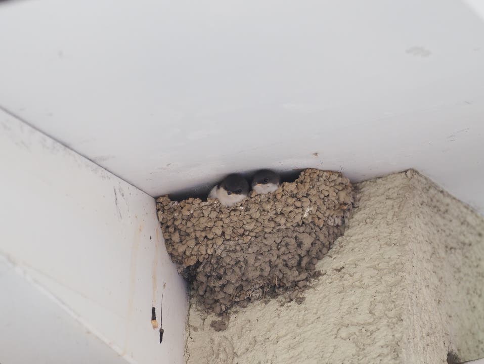 Gebäudebrüter, zu denen auch die Mehlschwalben gehören, haben ein Anrecht auf absoluten Schutz, erklärt Zipperlen. Will heissen: Wenn sie zu nisten begonnen haben, darf man ihnen die Nester nicht wieder wegnehmen.