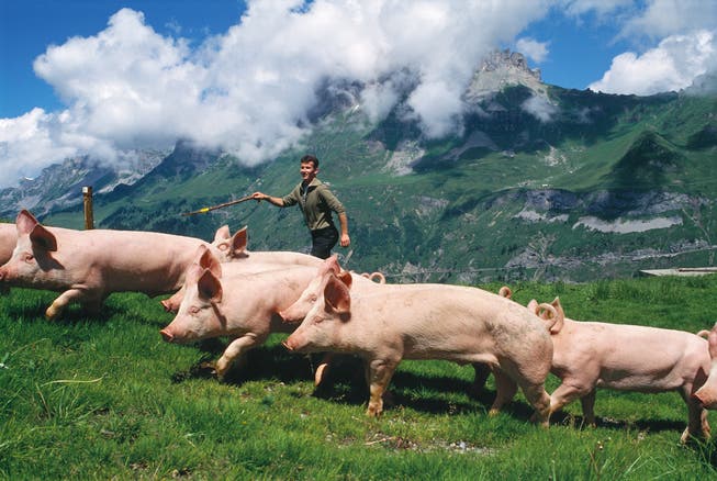 Die Landwirte profitierten auch von höheren Verkaufserlösen für Schlachtschweine. (Symbolbild)
