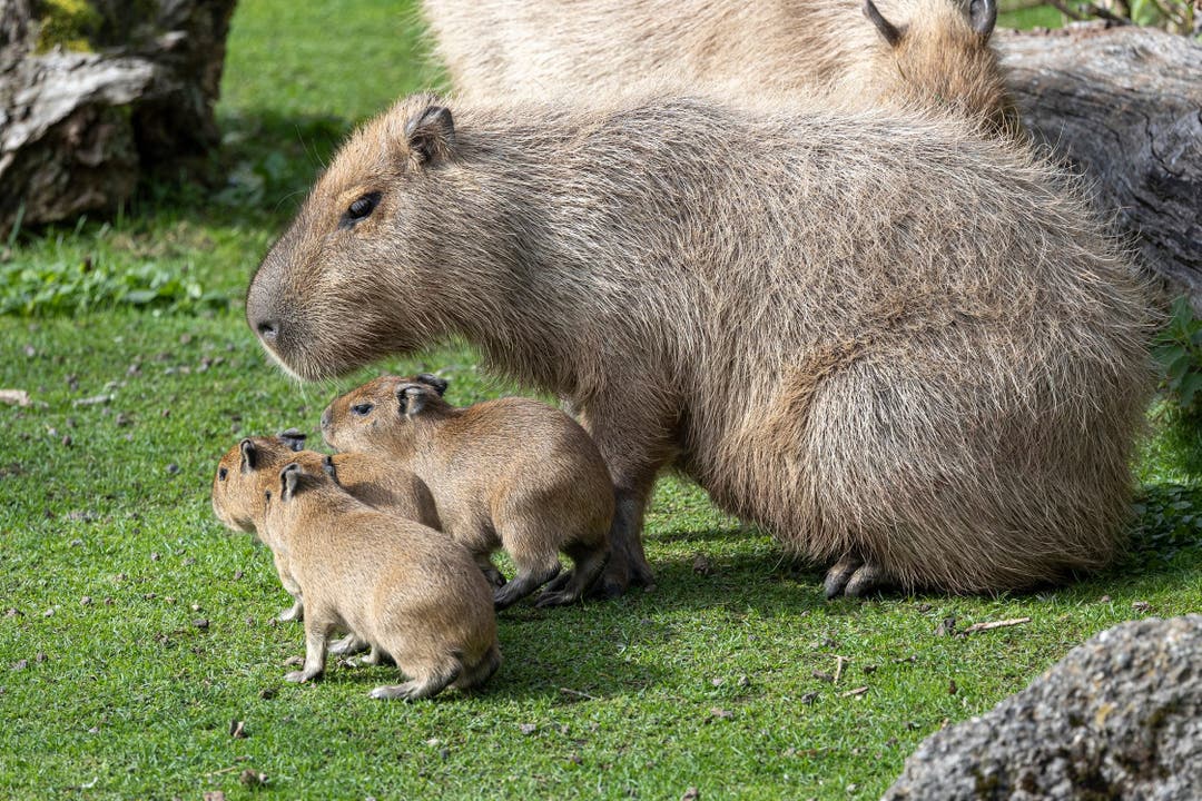 Capybaras sind Nestfüchter - bereits nach wenigen Tagen folgen sie den Eltern überall hin.