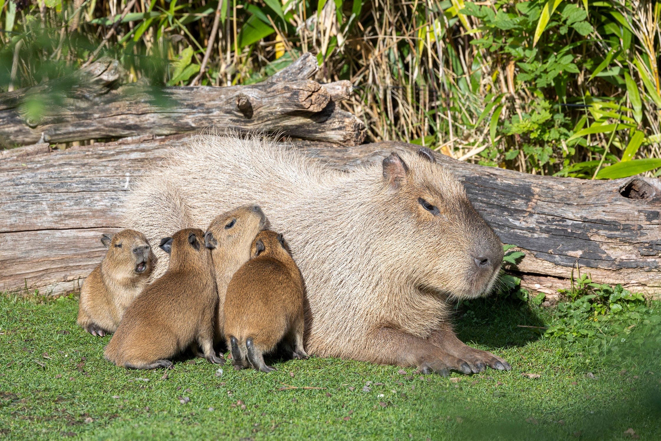 Mutter Sissi mit ihren vier jungen Capybaras.
