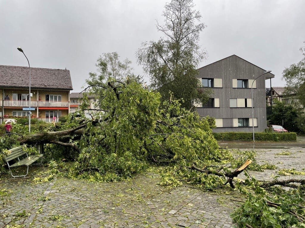 Sturm Bernd entwurzelte die Linde in Albisrieden.
