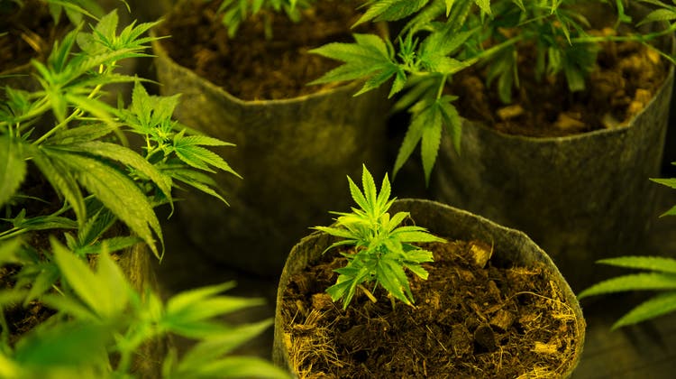 Vier Kilogramm Marihuana und 200 Indoor-Pflanzen: Zwei Männer wurden im Kanton Zürich verhaftet