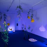 Die Kunst blüht auf in der Jahresausstellung «Auswahl 21», grad so wie die Nachtkerzen in Leonie Brandners Lustgarten. (Alex Spichale)