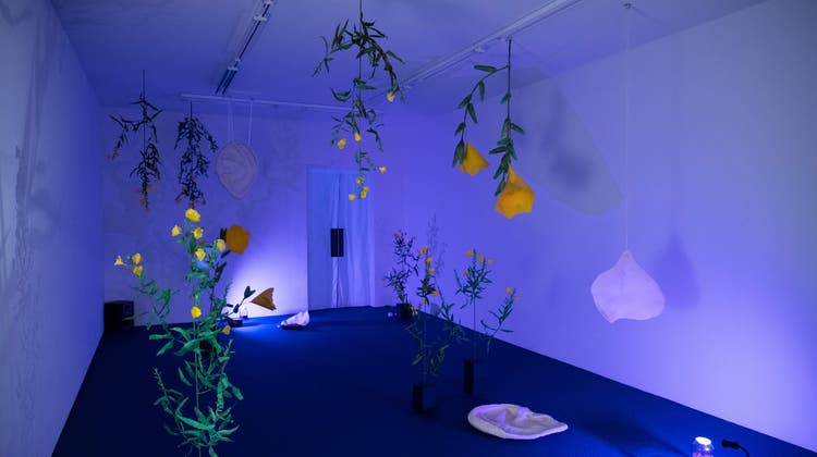 Die Kunst blüht auf in der Jahresausstellung «Auswahl 21», grad so wie die Nachtkerzen in Leonie Brandners Lustgarten. (Alex Spichale)