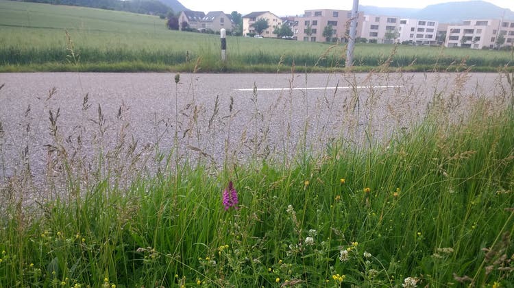 Biodiversität mit Orchidee am Strassenrand in Frick: Die Gemeinde treibt die ökologische Infrastruktur voran. (Gemeinde Frick)