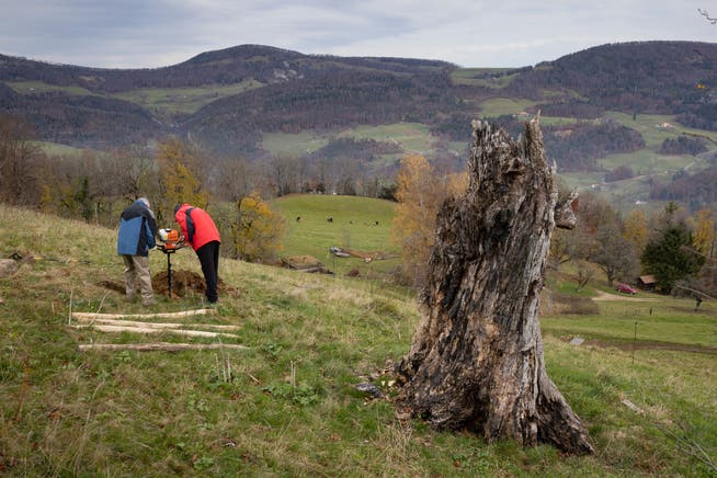 Der Natur- und Vogelschutzverein Balsthal nimmt mit dem Projekt «Bäume und Sträucher pflanzen» am Jubiläum von Birdlife Schweiz teil. 