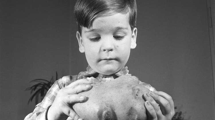 Diese Riesenkartoffel wurde 1952 in Frick geerntet. (Fred Mayer, StAAG)