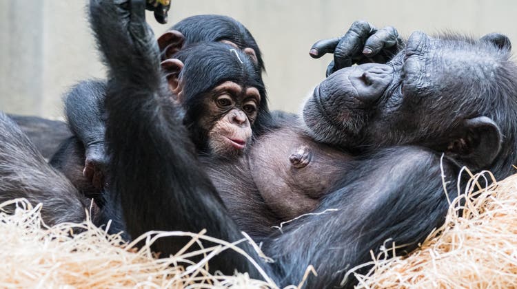 Nachwuchs im Zoo Basel: Schimpansen-Weibchen Kitoko kümmert sich um zwei Jungtiere – eines hat sie von ihrer Schwester adoptiert. (Zoo Basel/Torben Weber)