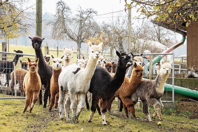 Rasenmäher mit Jö-Faktor: Rund 70 Alpakas leben auf dem Hof von Ursula und Markus Kyburz in Rutschwil.