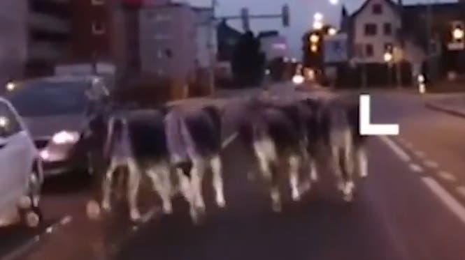 Die Kantonspolizei St.Gallen stoppt den Spaziergang einer renitenten Rinder-Herde