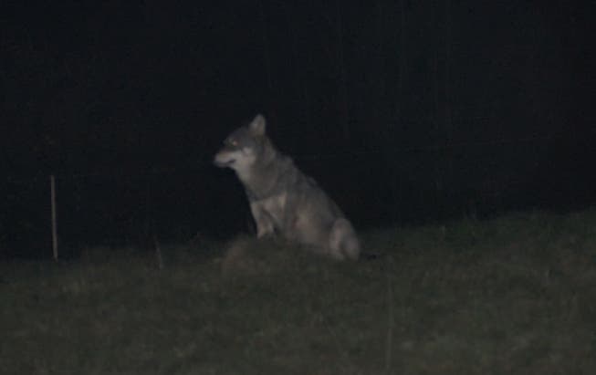 Wölfe können innerhalb einer Nacht bis zu 50 km zurücklegen. Dies könnte also gut derselbe Wolf sein, der in Aarau gesichtet wurde.