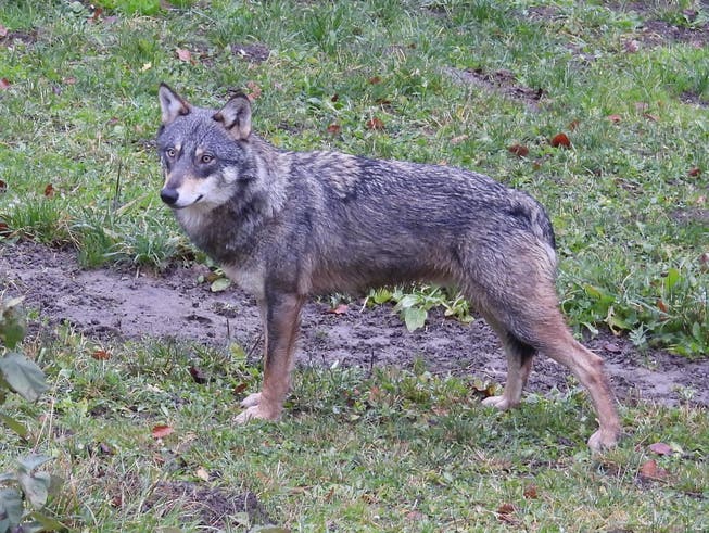 In Zeglingen BL – wenige Kilometer vom Fricktal entfernt – wurde am Montag dieser Wolf fotografiert.