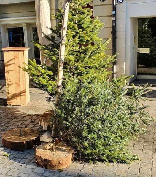 Eigentlich hat man geplant, die Bäume vor Weihnachten an Personen zu vergeben, die sich keinen Christbaum leisten können.