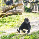 Die Affen im Basler Zolli sind für viele Besuchende die Stars – besonders die Jungtiere. (Zoo Basel)
