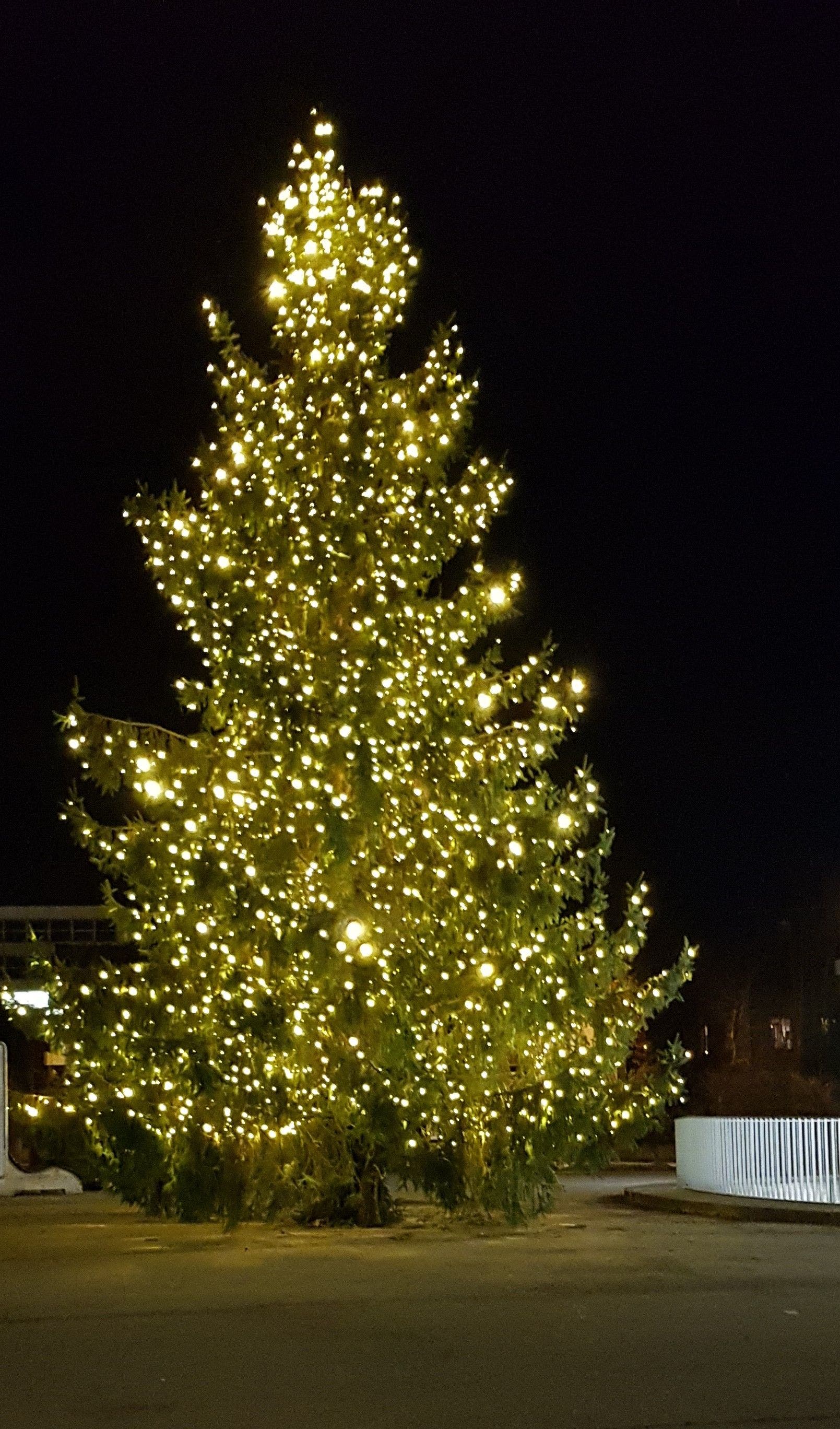 Immmer wieder schön, der Weihnachtsbaum auf dem Dornacherplatz