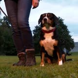 «Viele Hundeschulen kommen nicht mit ihnen klar»: Hier gibt's eine eigene Schule für Entlebucher Sennenhunde