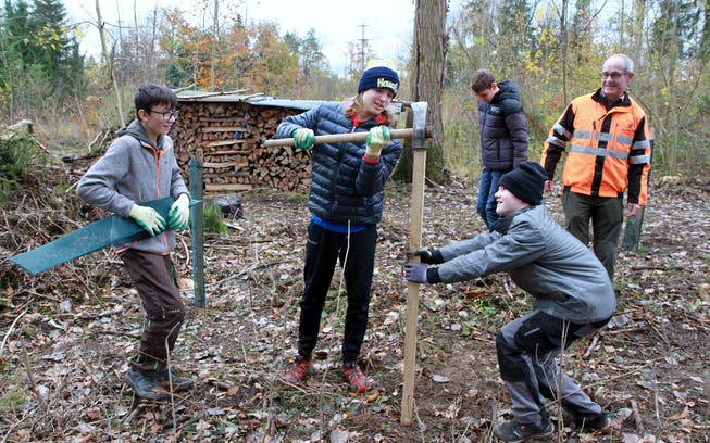 Unter der Anleitung von Revierförster Bruno Cozzio legen Oberstufenschüler beim Baumpflanzen kräftig Hand an.