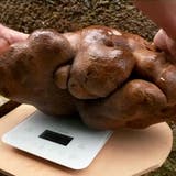 7,9 Kilogramm: Neuseeländisches Ehepaar findet Riesen-Kartoffel im Garten