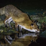Ein von der Staupe befallener Fuchs trinkt Wasser aus einem Gartenteich. Symptome der Krankheit: Verklebte Augen. Wahrscheinlich ist das Tier fast blind. (Archiv)
