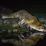 Ein kranker Fuchs trinkt in Berlin Wasser aus einem Gartenteich, er hat die Staupe. (Keystone)