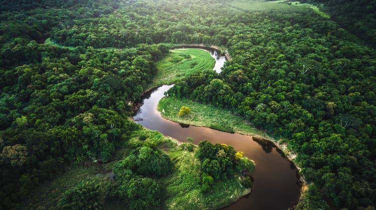 Einer der Gewinner der ersten COP26-Woche: Der brasilianische Regenwald. (AP)