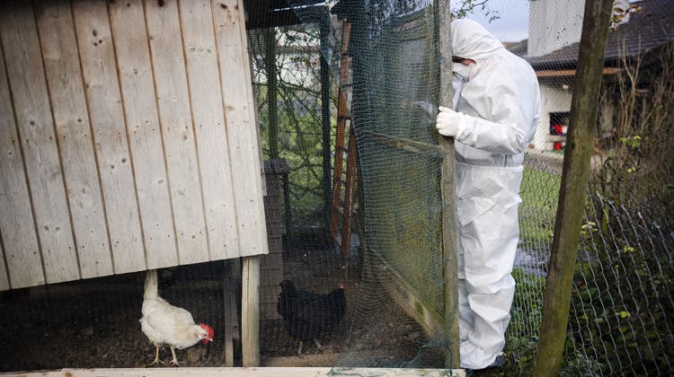 Ein Hühnerstall wird in Zusammenhang mit der Vogelgrippe kontrolliert. (Symbolbild: Michael Buholzer)