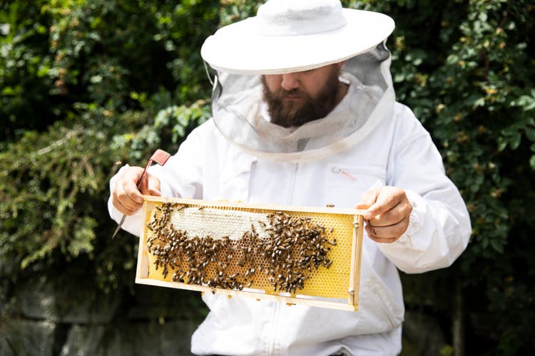 Im Bezirk Brugg sind rund 1000 Völker auf 120 Mitglieder des Bienenzüchtervereins verteilt. 