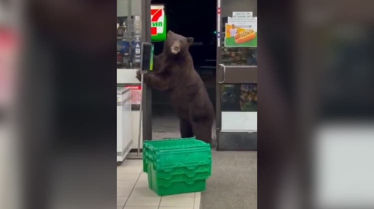Tierischer Besuch: Supermarkt-Mitarbeiterin wird von hungrigem Bären überrascht