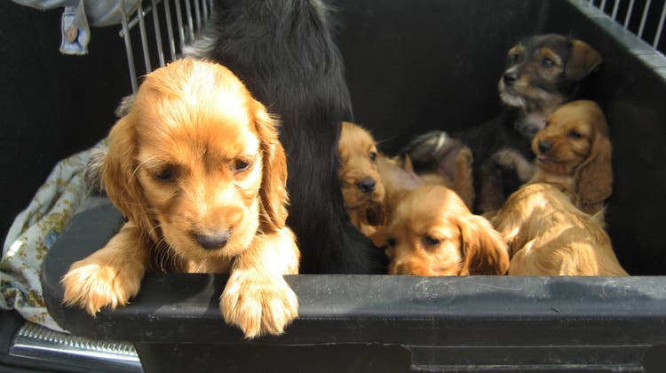 Eine Aargauerin hatte Hundewelpen weggegeben, ohne sie vorher beim Tierarzt chippen zu lassen. (Symbolbild: Imago Stock & People)