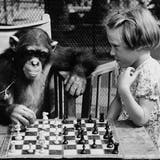 Vorbild für T.C.Boyles Roman: Die sechsjährige Susan Duncombe spielt mit dem Schimpansen Fifi im London Zoo 1955 Schach. (Hulton Deutsch / Corbis Historical)